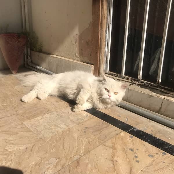 WHITE PERSIAN CAT 0