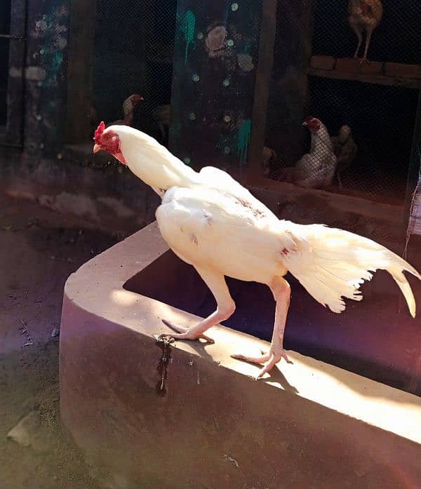 pura white heera breed available for all over in Pakistan 0