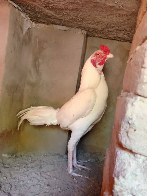 pura white heera breed available for all over in Pakistan 1