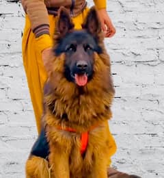 male germanshephard non ped.