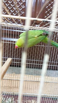 RingNeck healthy female for sale along with cage.