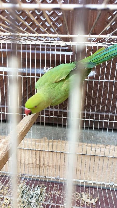 RingNeck healthy female for sale along with cage. 1