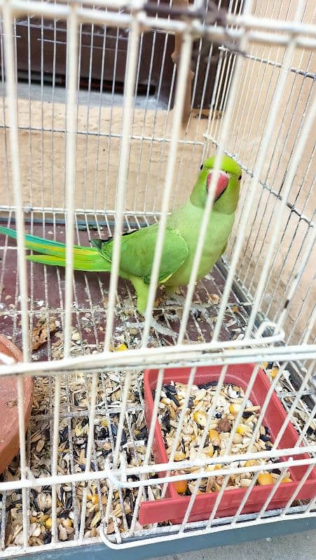 RingNeck healthy female for sale along with cage. 2