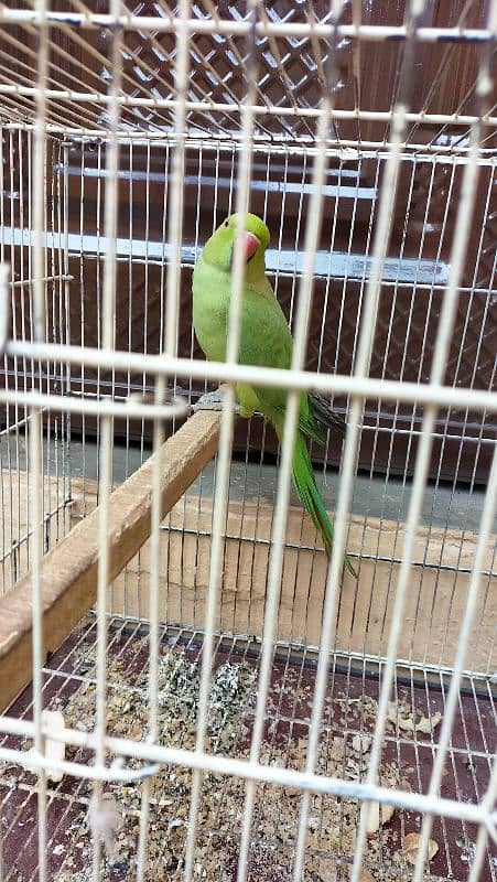 RingNeck healthy female for sale along with cage. 3