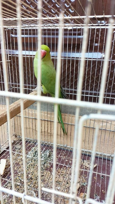 RingNeck healthy female for sale along with cage. 4