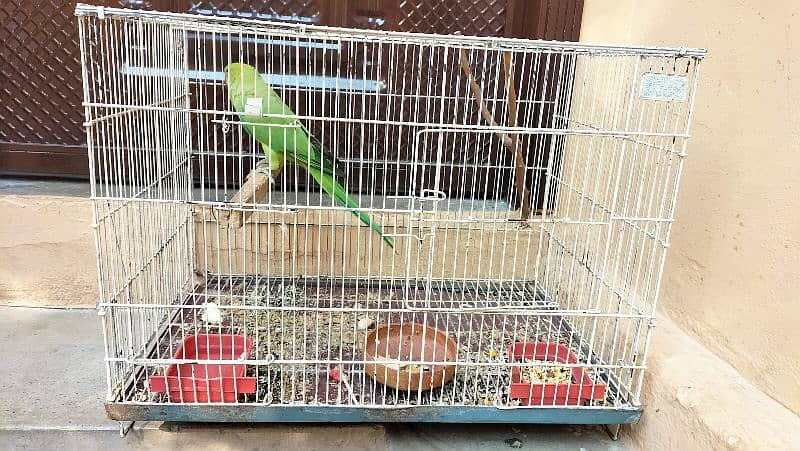 RingNeck healthy female for sale along with cage. 5