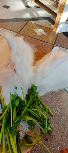 Angora Rabbits