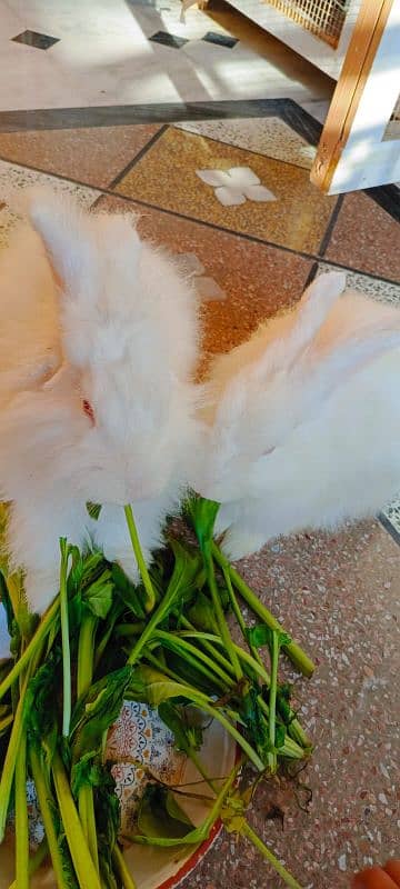 Angora Rabbits pair 0