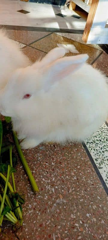 Angora Rabbits pair 1