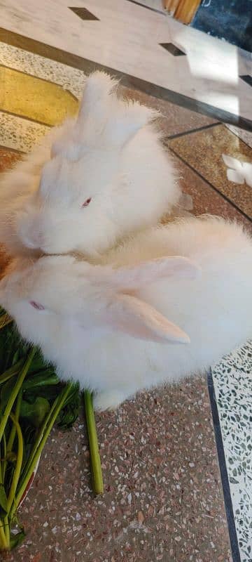 Angora Rabbits pair 2