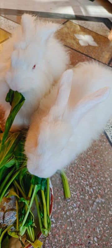 Angora Rabbits pair 3