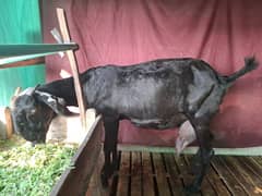 pregnant goat