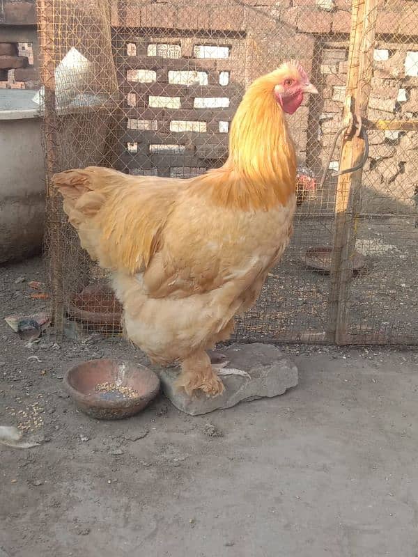 golden buff male for sale 1