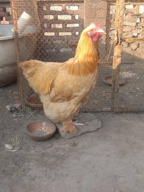 golden buff male for sale 3