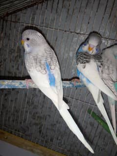 Budgies