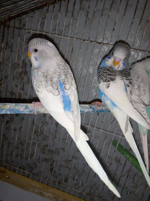 Budgies chicks 0