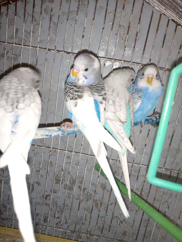 Budgies chicks 1