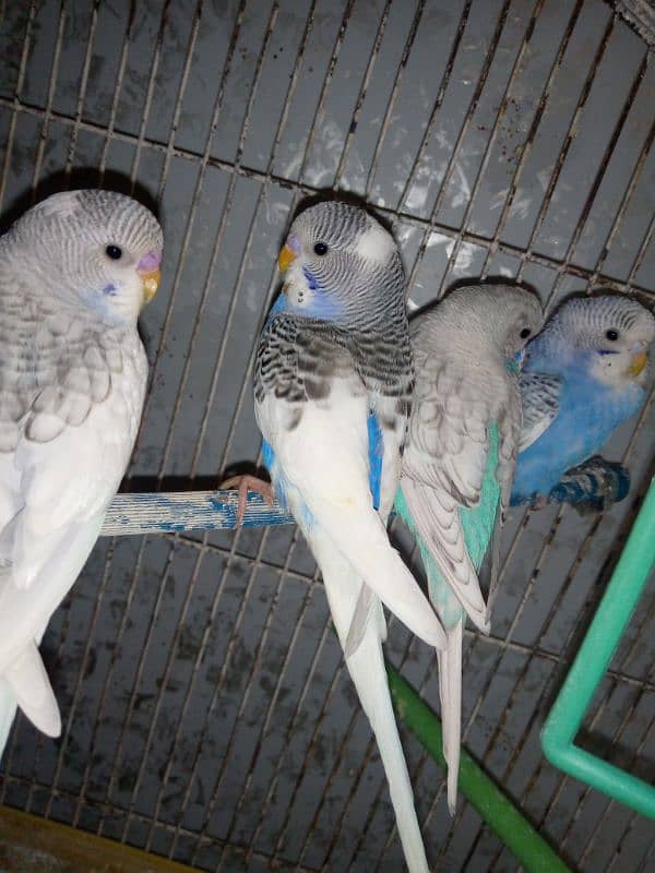 Budgies chicks 2