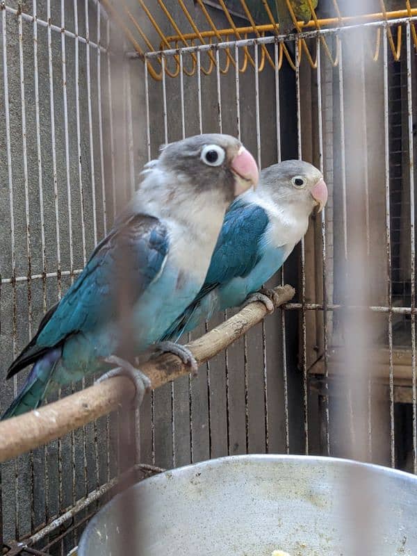 Blue fishers Breeder pair up for sale 4