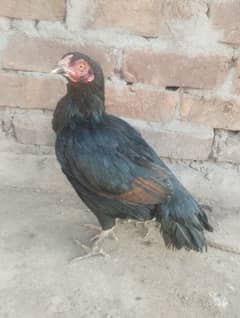 lasani aseel hen