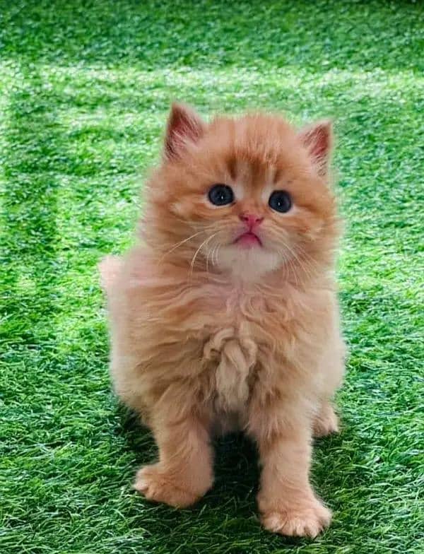 PERSIAN KITTEN CASH ON DELIVERY ALL PAKISTAN WHSTTAAPP 03207679060 3