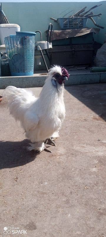 White silkie 1+4 ka set ha for sale 1