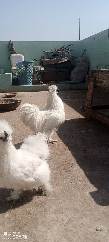 White silkie 1+4 ka set ha for sale 2