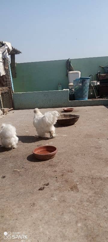 White silkie 1+4 ka set ha for sale 3