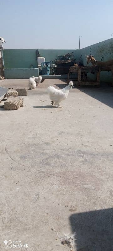 White silkie 1+4 ka set ha for sale 4