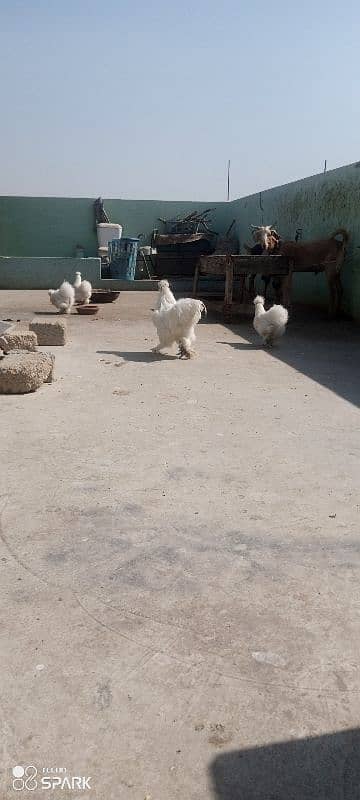 White silkie 1+4 ka set ha for sale 5