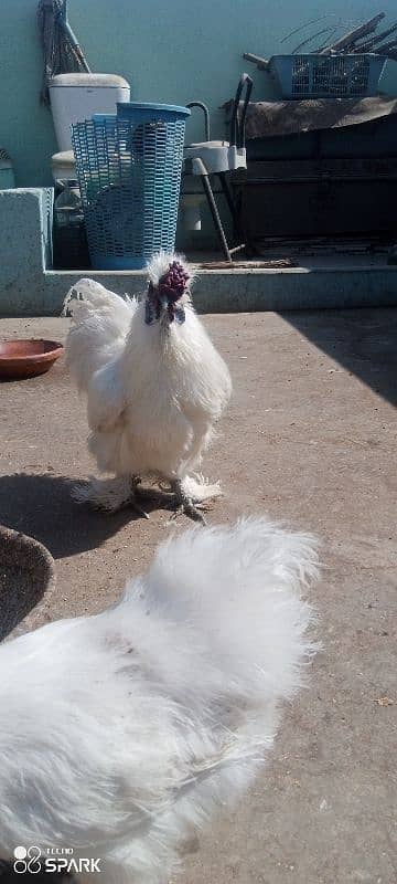 White silkie 1+4 ka set ha for sale 6