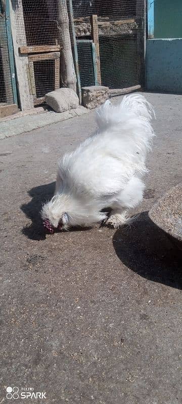 White silkie 1+4 ka set ha for sale 7