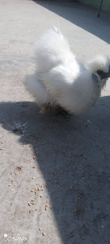 White silkie 1+4 ka set ha for sale 8