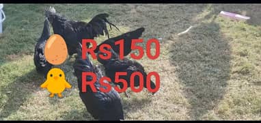 Ayam Cemani Breeder , Eggs, Chicks