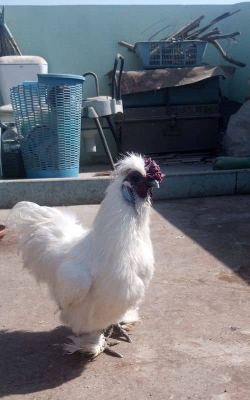 White silkie 1+4 ka set ha for sale 0