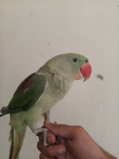 Raw parrot talking krta hy hand tamed hay