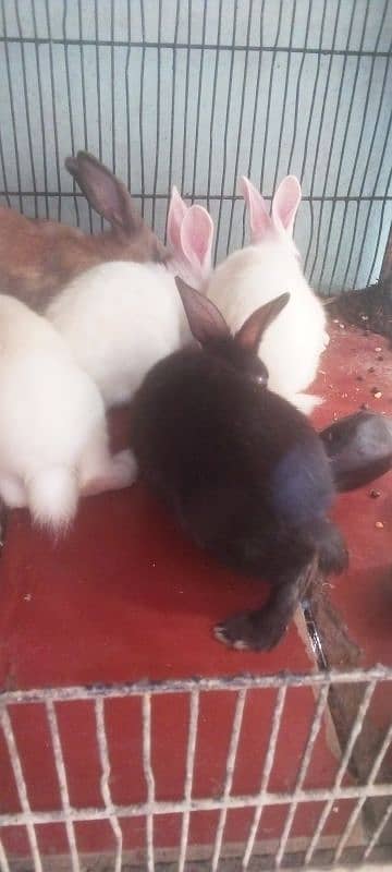 5 baby bunnies for sale 0