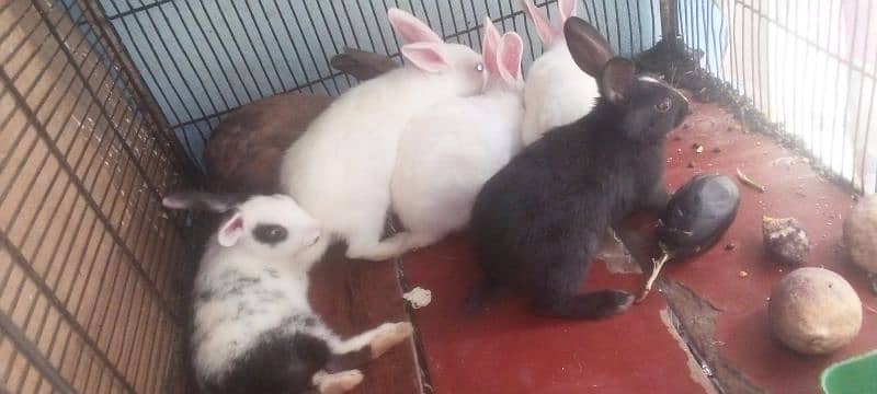 5 baby bunnies for sale 1