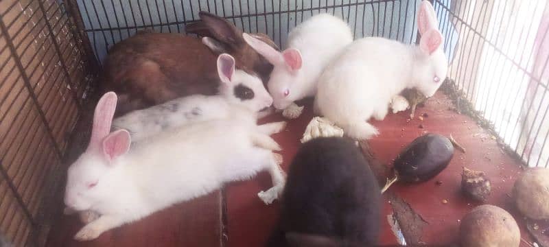 5 baby bunnies for sale 4