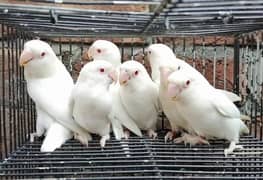 Albino red eye egg laying pair