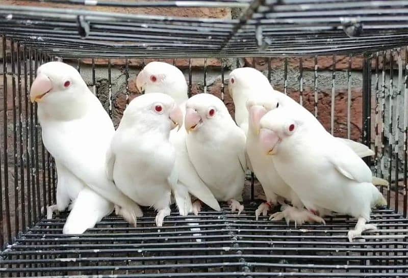 Albino red eye egg laying pair 0