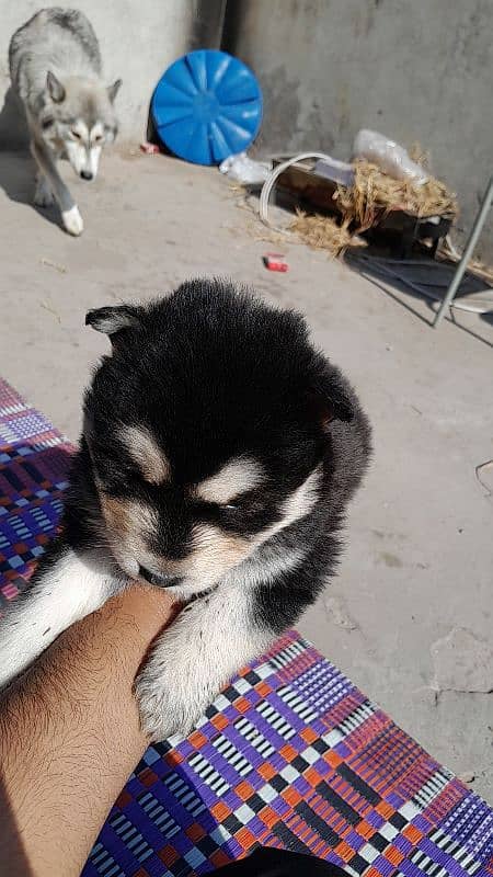 Top quality husky puppies are available. 2