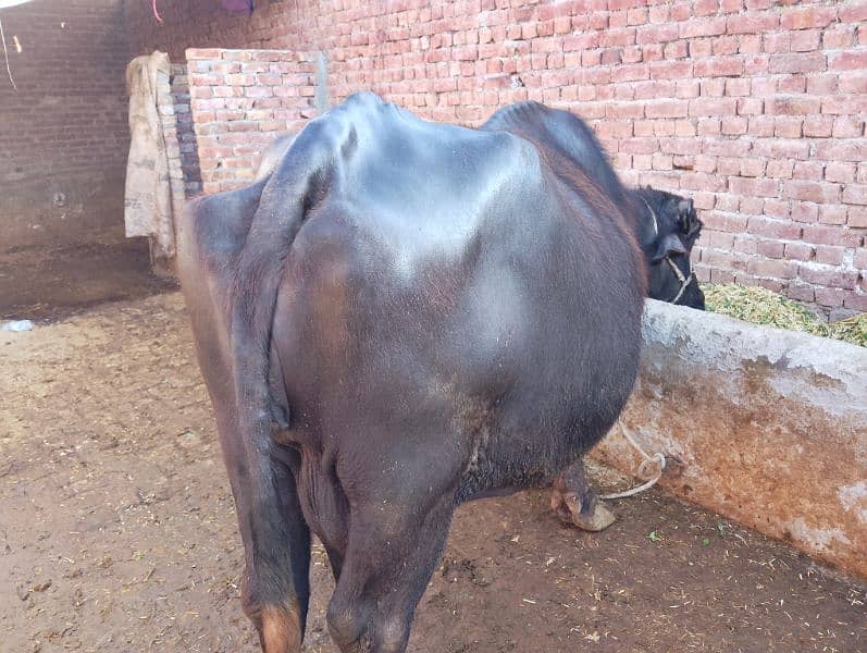 pure nili Ravi buffalo 18 kg milk 4rth lactation 3