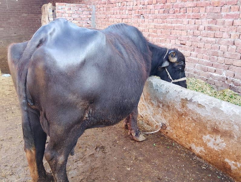 pure nili Ravi buffalo 18 kg milk 4rth lactation 4