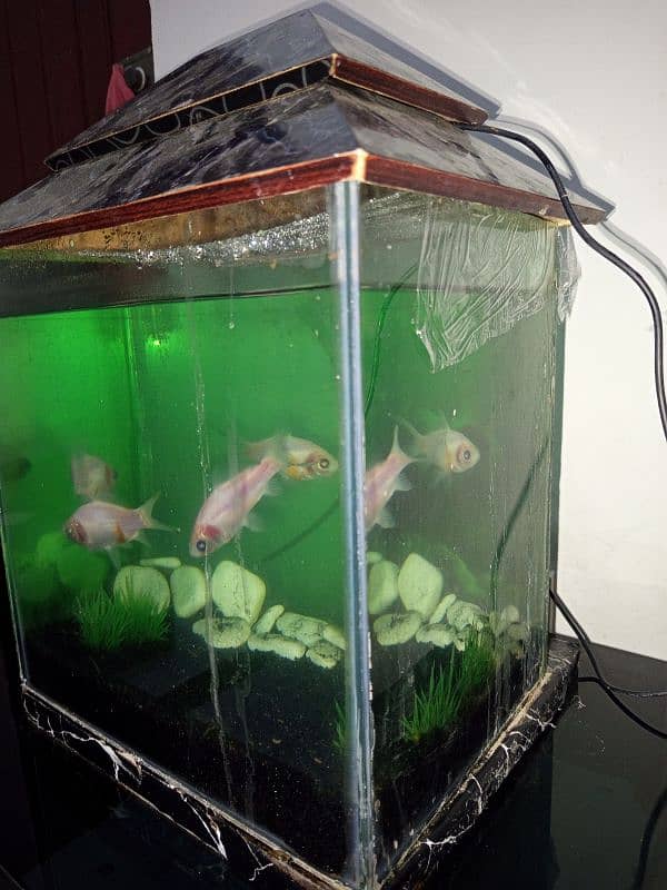 aquarium and fish only 0