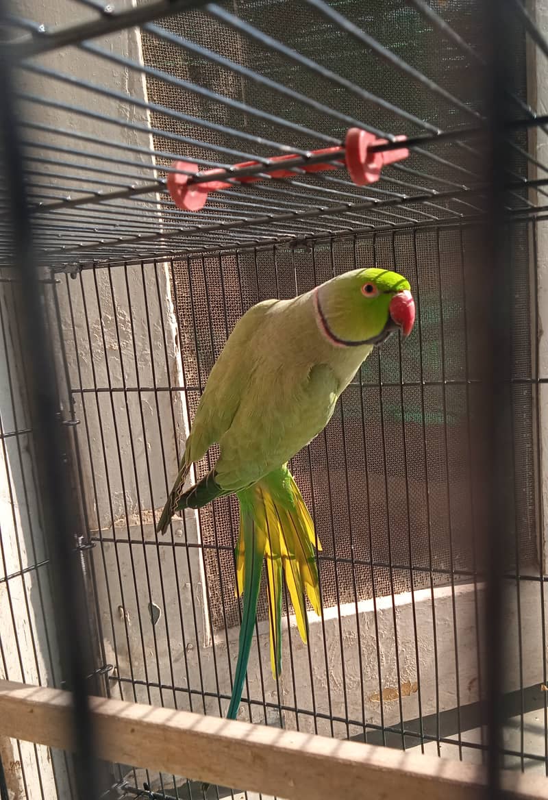 Indian breeder ringneck for sale 0