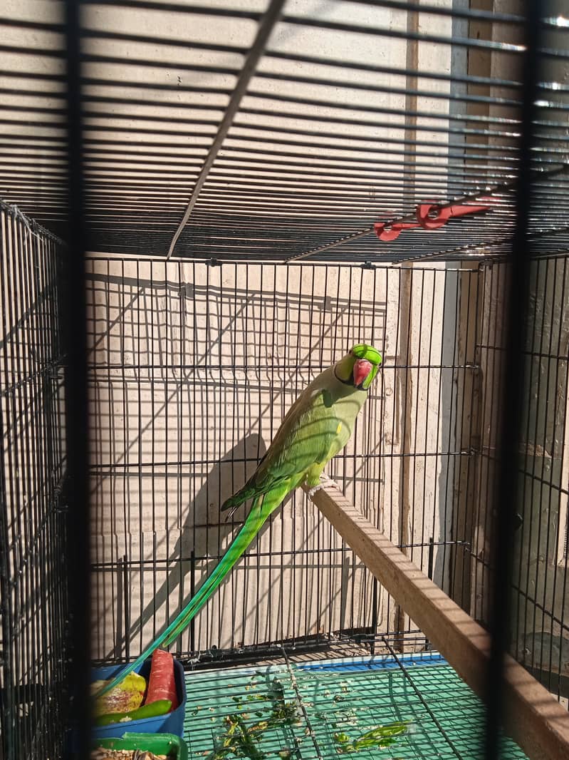 Indian breeder ringneck for sale 1