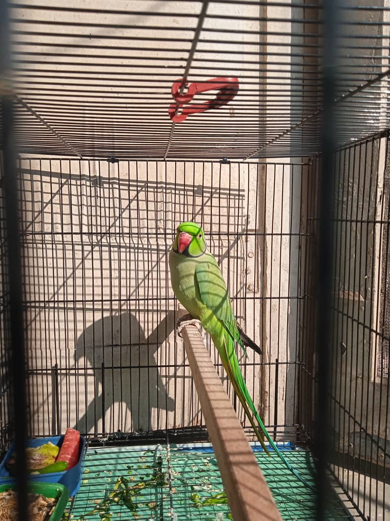 Indian breeder ringneck for sale 2