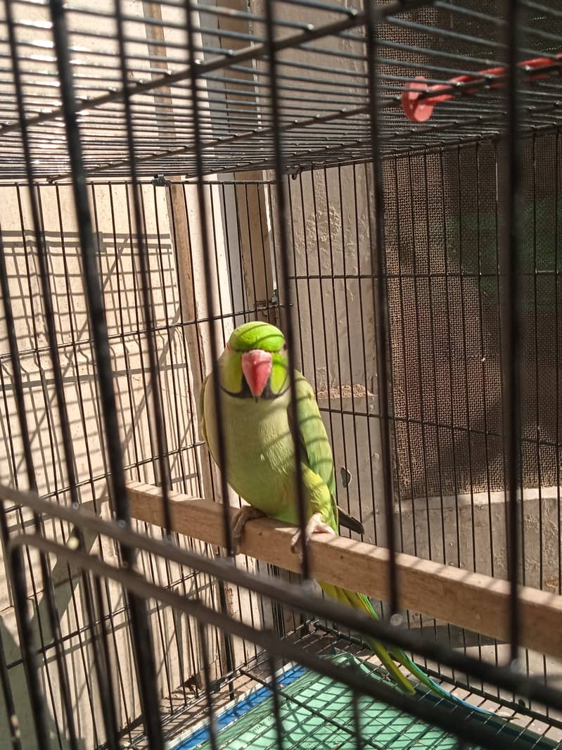 Indian breeder ringneck for sale 3