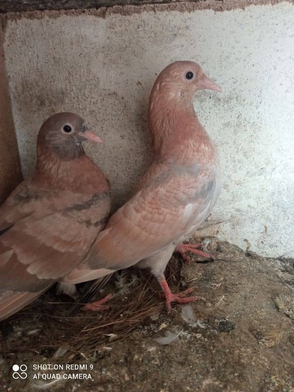 high flyer Indian breeder pair for sale description may NUM mojud ha 2